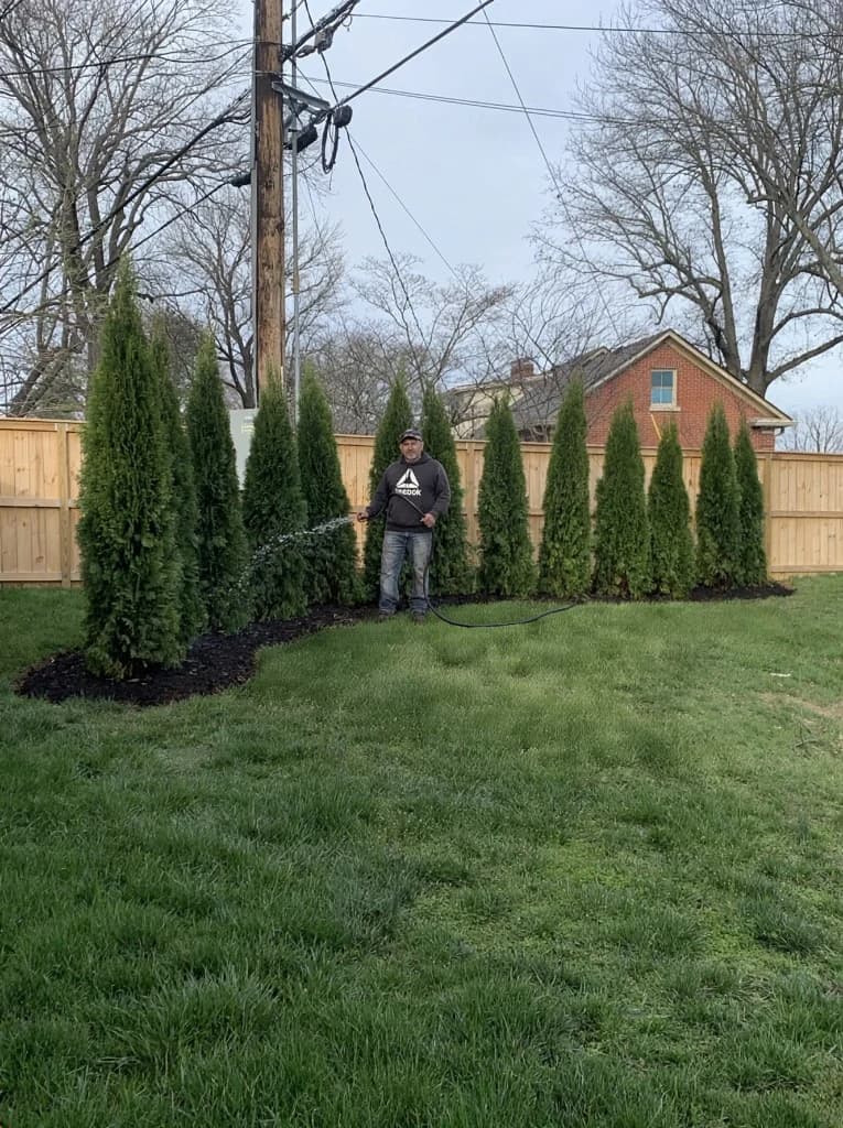 Arborvitae privacy row with healthy lawn, watering after installation