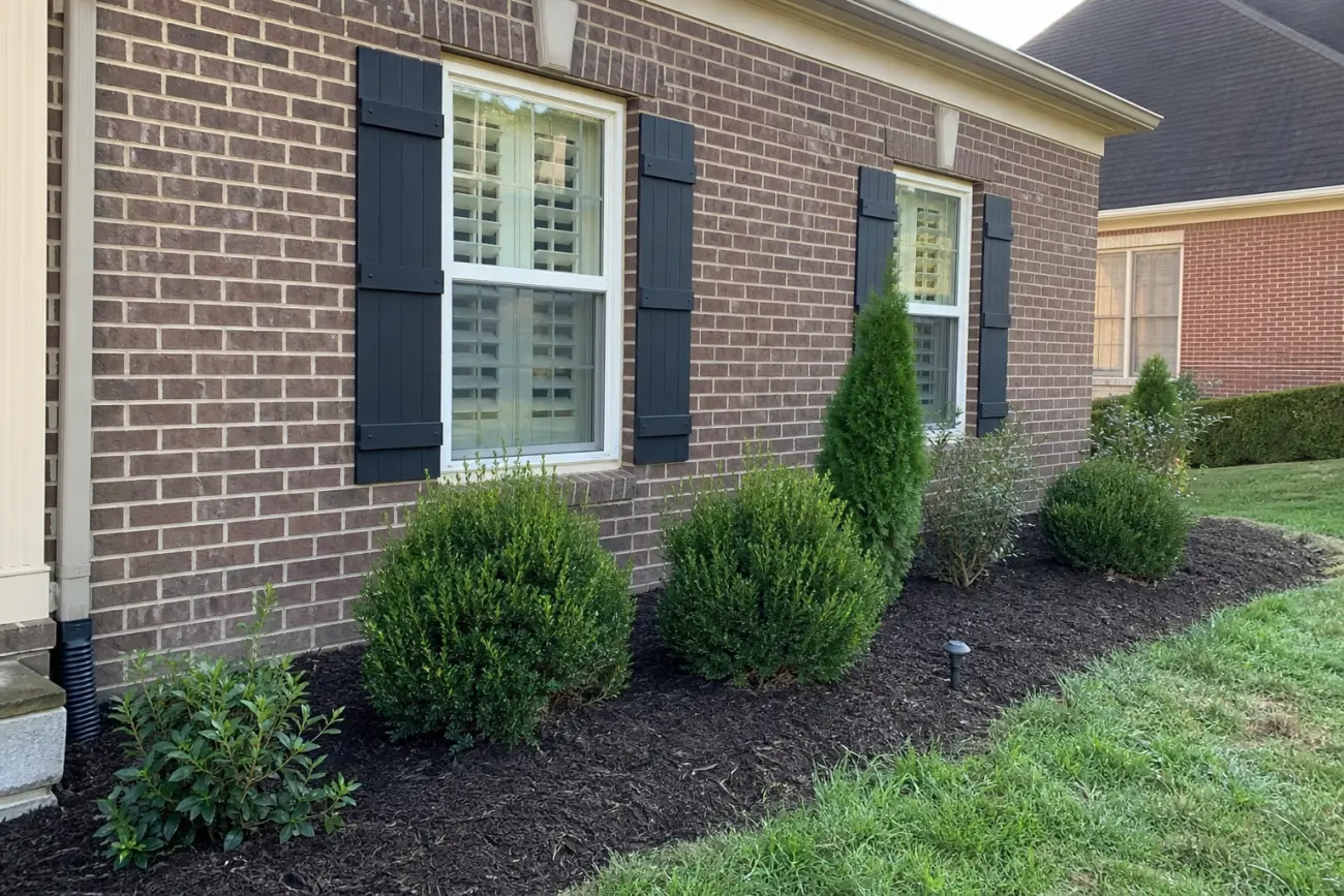 Emerald Green arborvitae near a small-lot foundation planting area