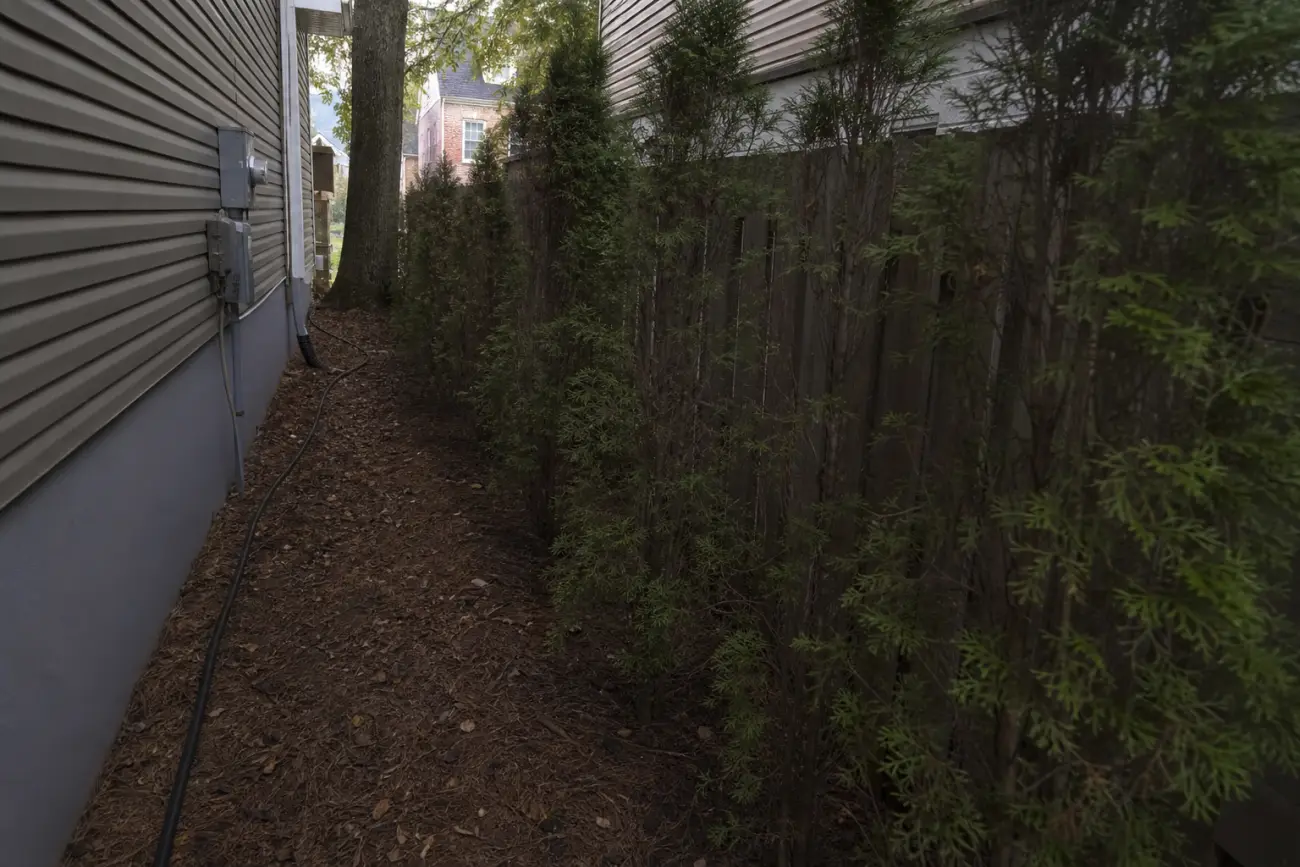 Emerald Green arborvitae in a shaded side yard line