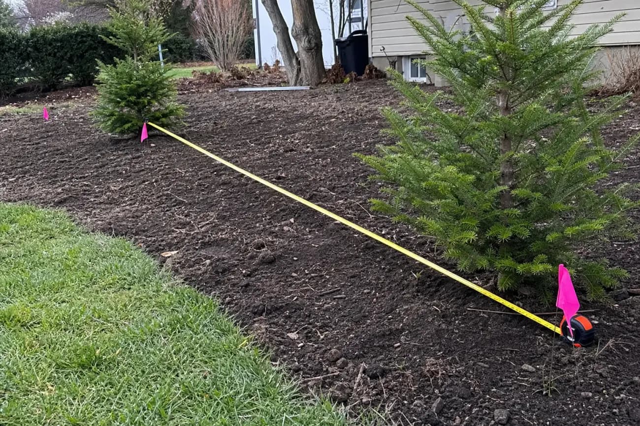 Tape measure and flags marking Green Giant arborvitae spacing