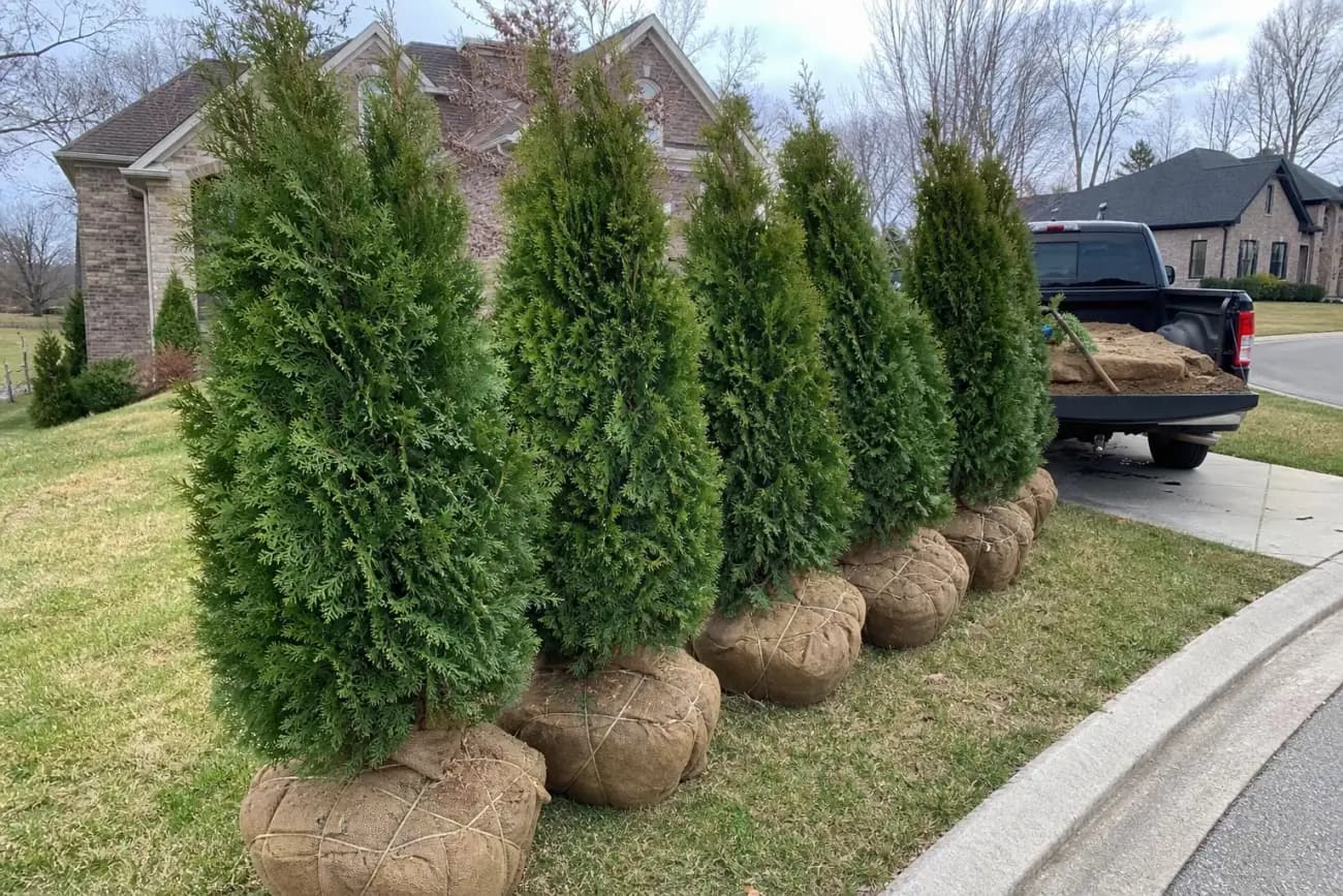 Privacy trees staged for delivery and installation