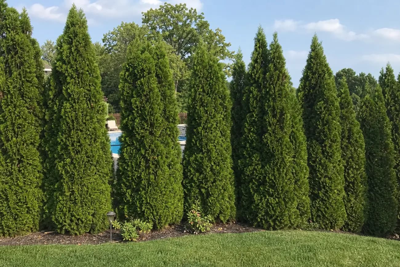 Evergreen privacy trees screening a pool and road view