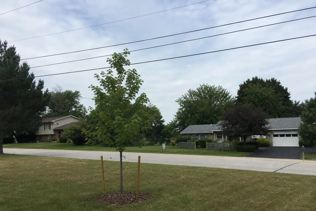 Tree planting offset from overhead utility lines