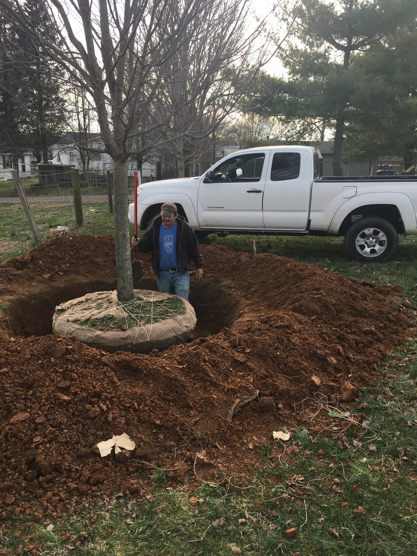 Large balled and burlapped tree staged for professional planting
