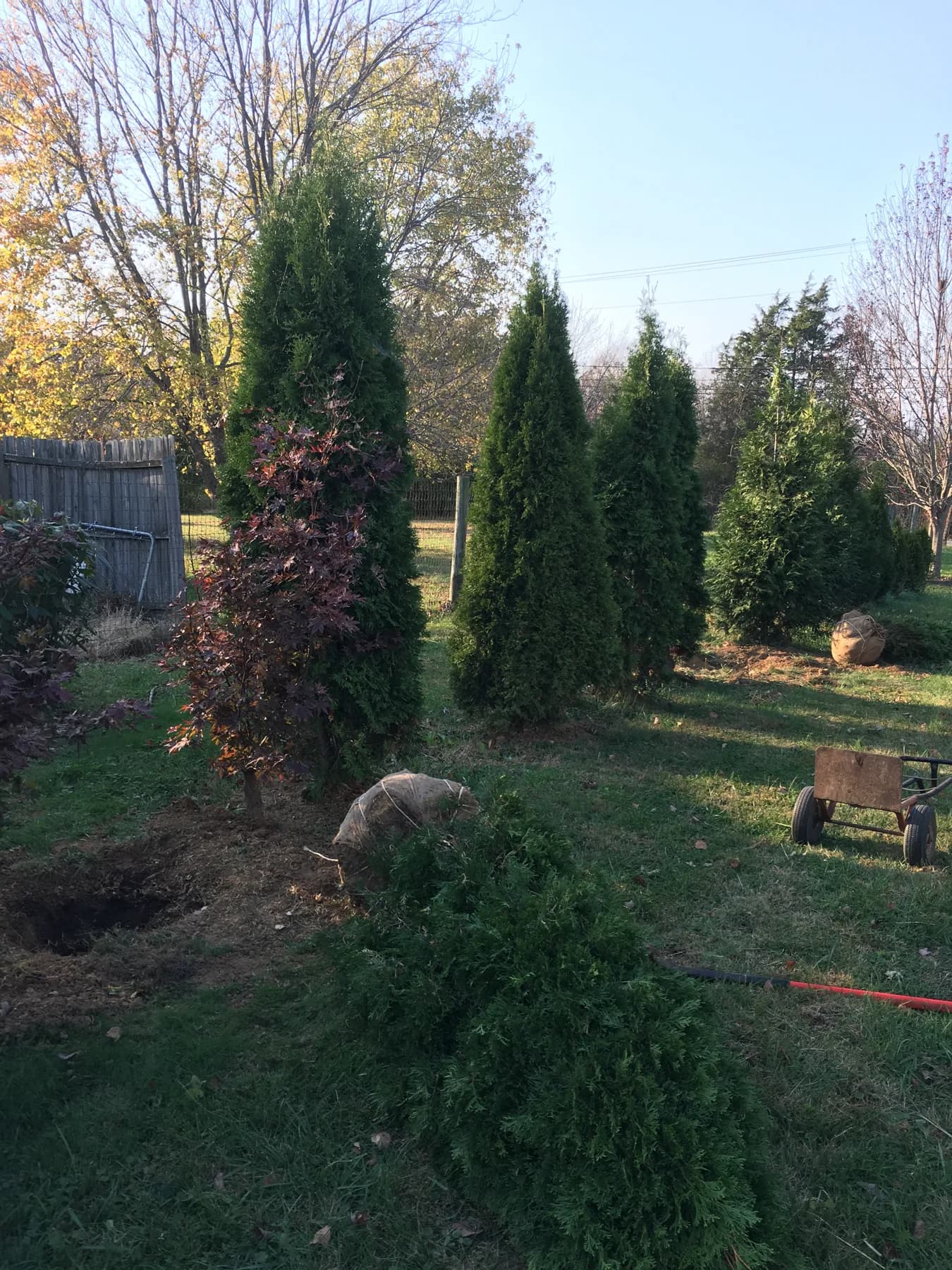Evergreen privacy trees installed along a residential fence