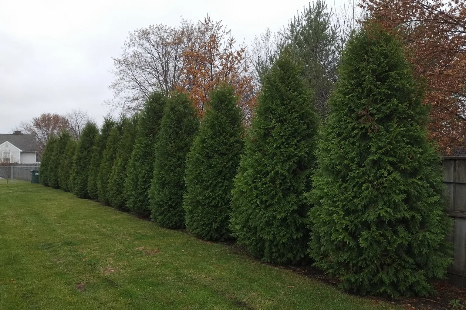 Evergreen privacy trees planted in a row for property screening