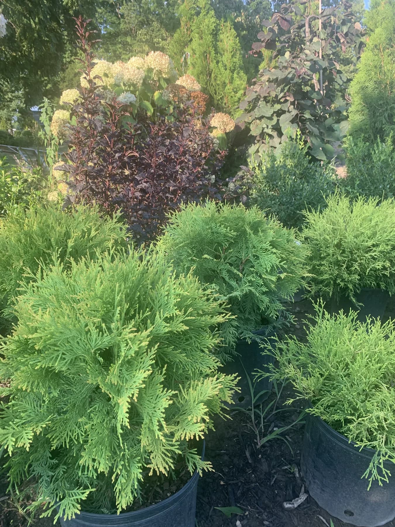 Potted shrubs and ornamental plants staged for a landscape planting installation
