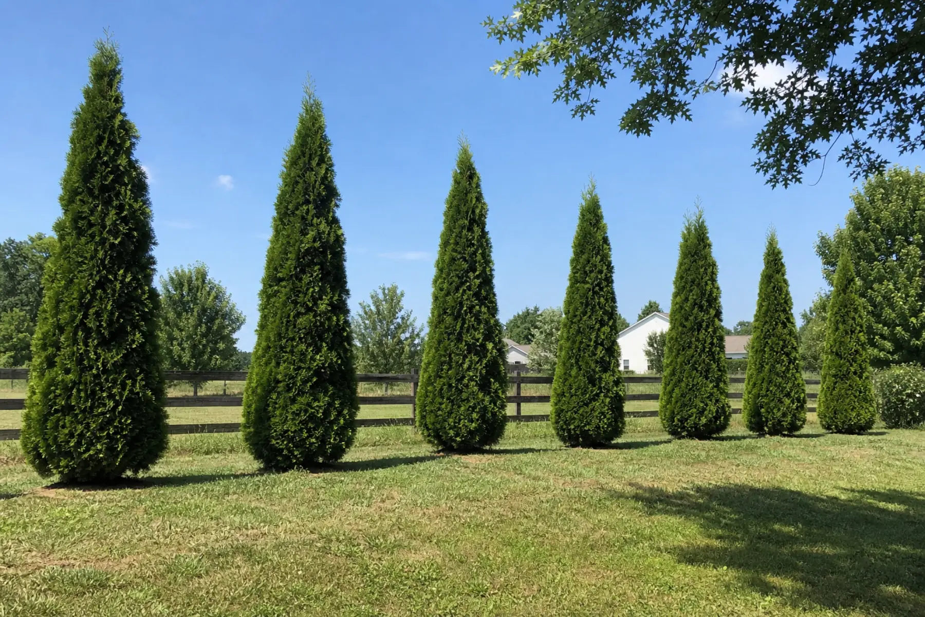 Green Giant arborvitae privacy row with visible gaps before filling in