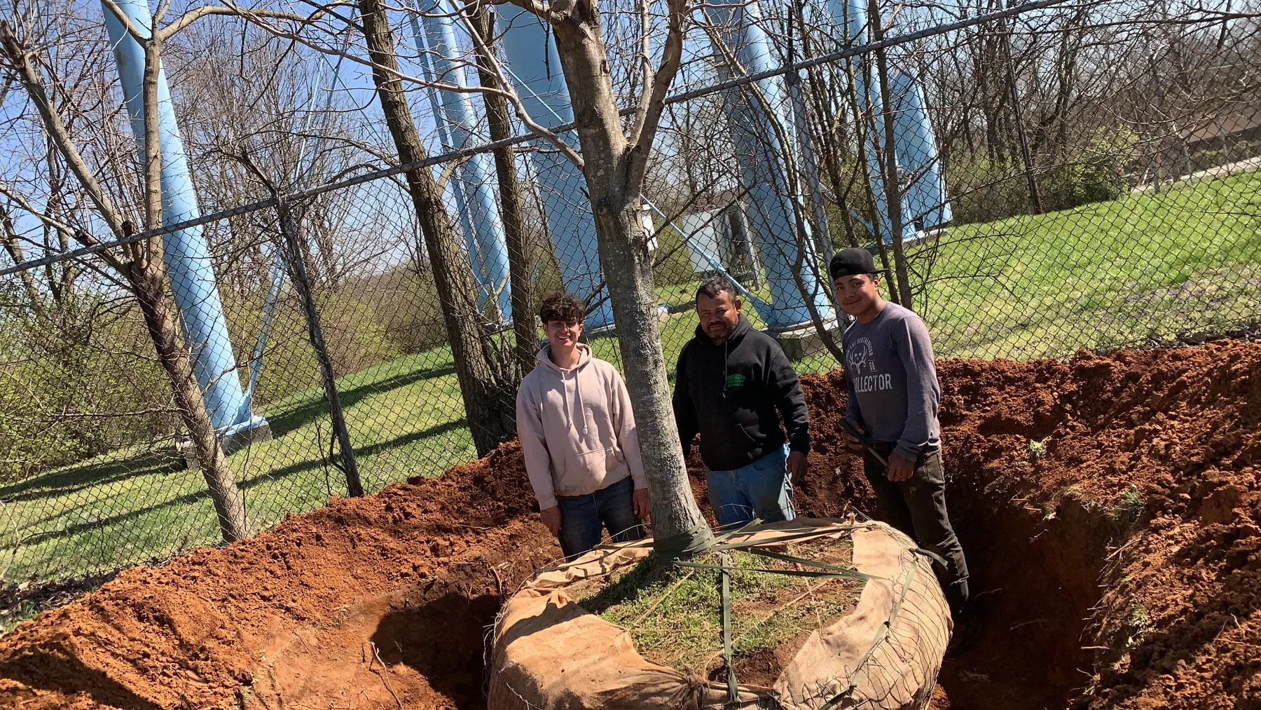Crew installing a large balled-and-burlapped tree at a residential property