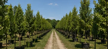Rows of nursery trees along a central path at a tree farm under blue sky