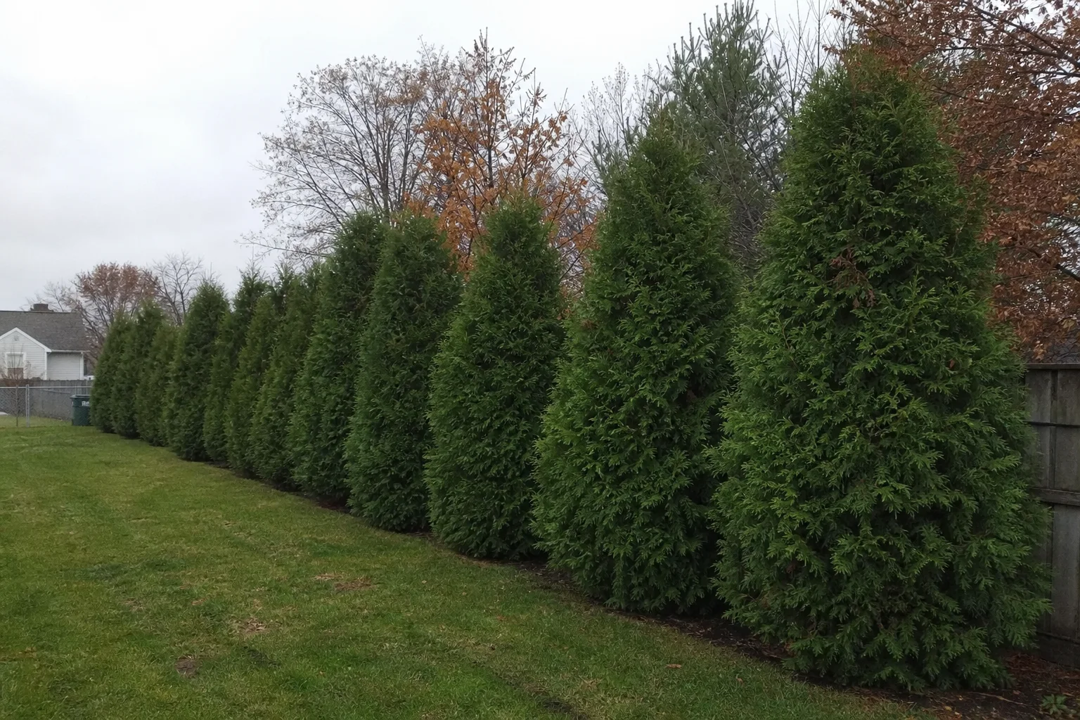 Evergreen privacy trees planted in a row for property screening