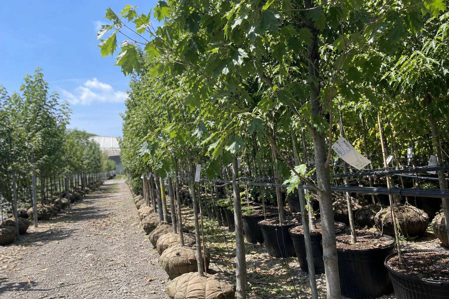 Rows of nursery trees and shrubs available for planting project sourcing