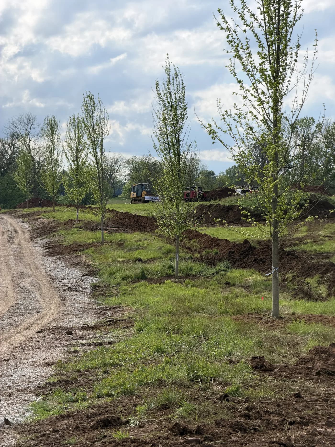 Rows of trees being installed on a large Kentucky planting site
