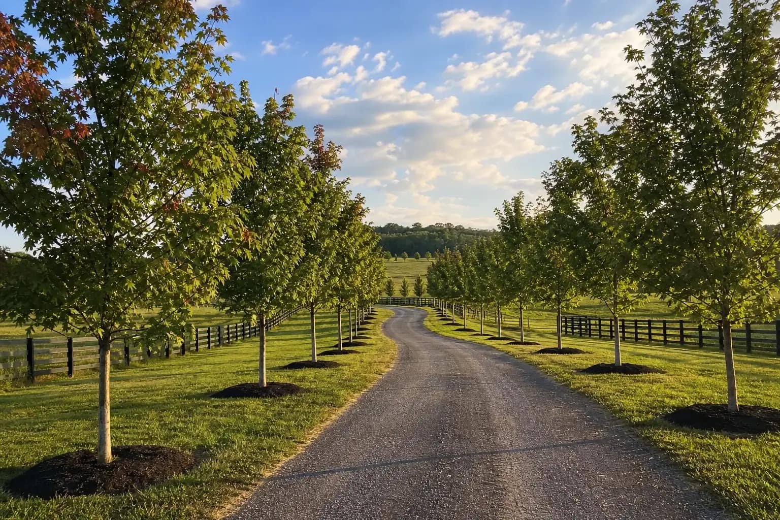 Completed maple tree rows lining a farm driveway after planting