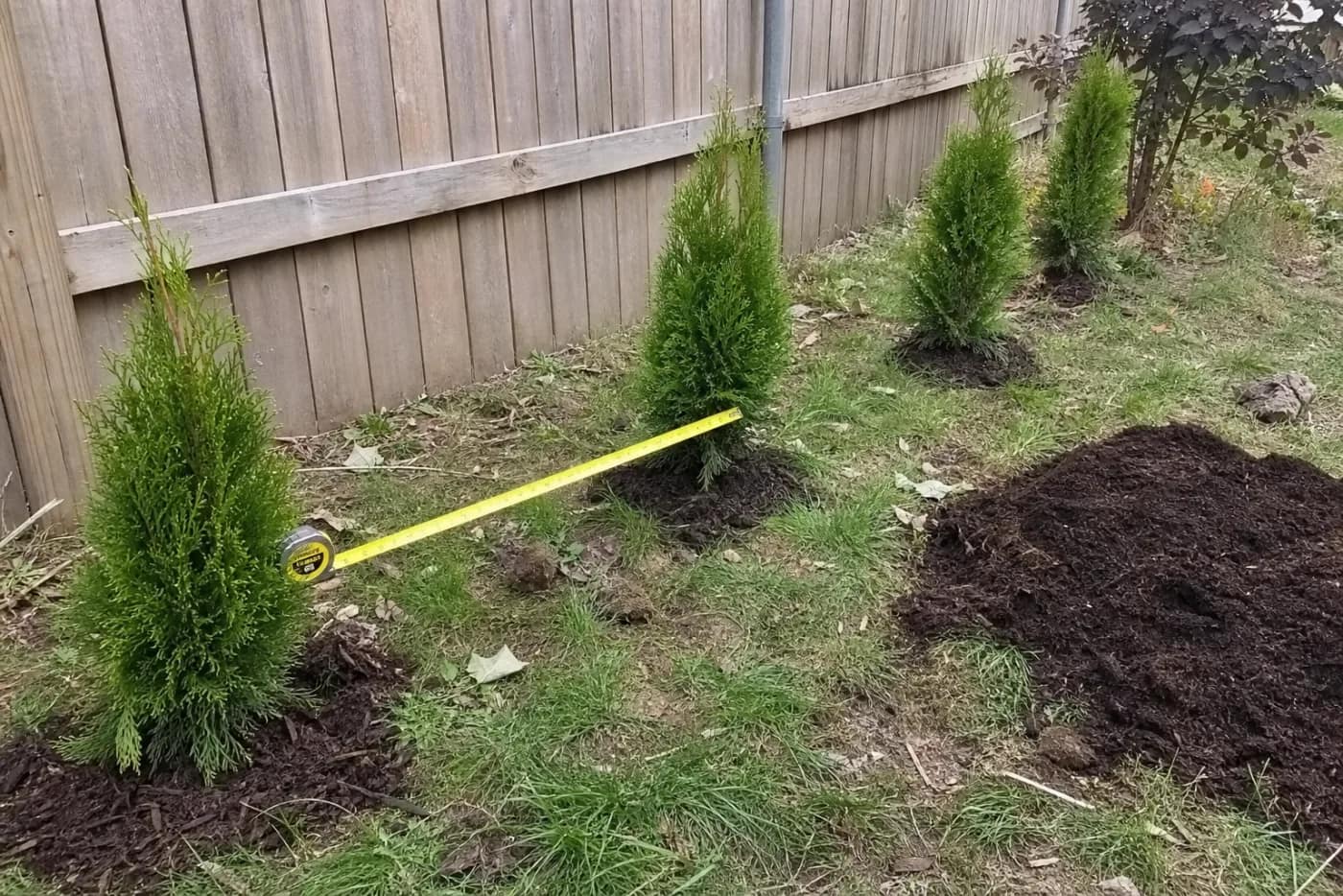 Arborvitae privacy screen planted along a Kentucky property line