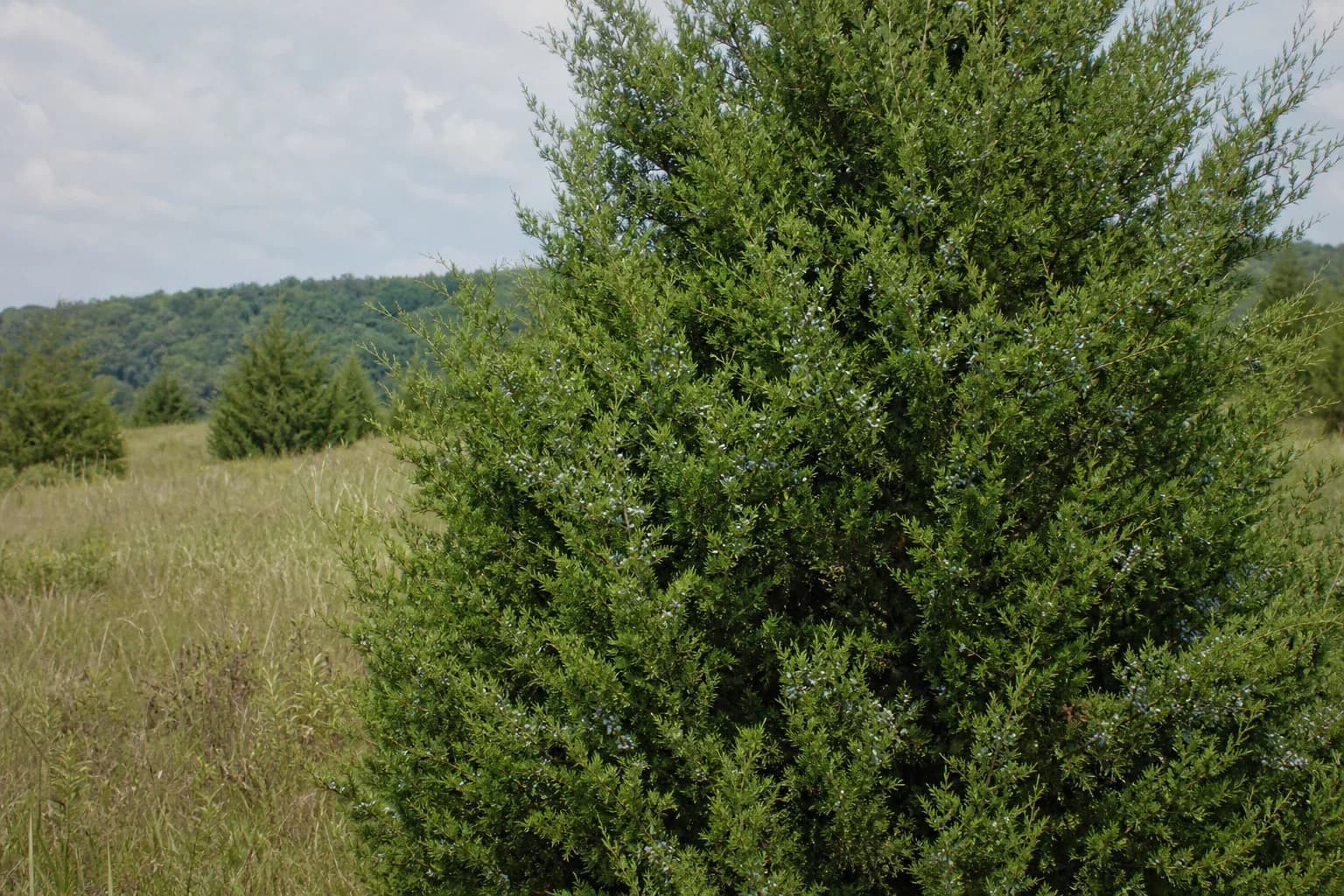 Eastern redcedar growing along an open rural property