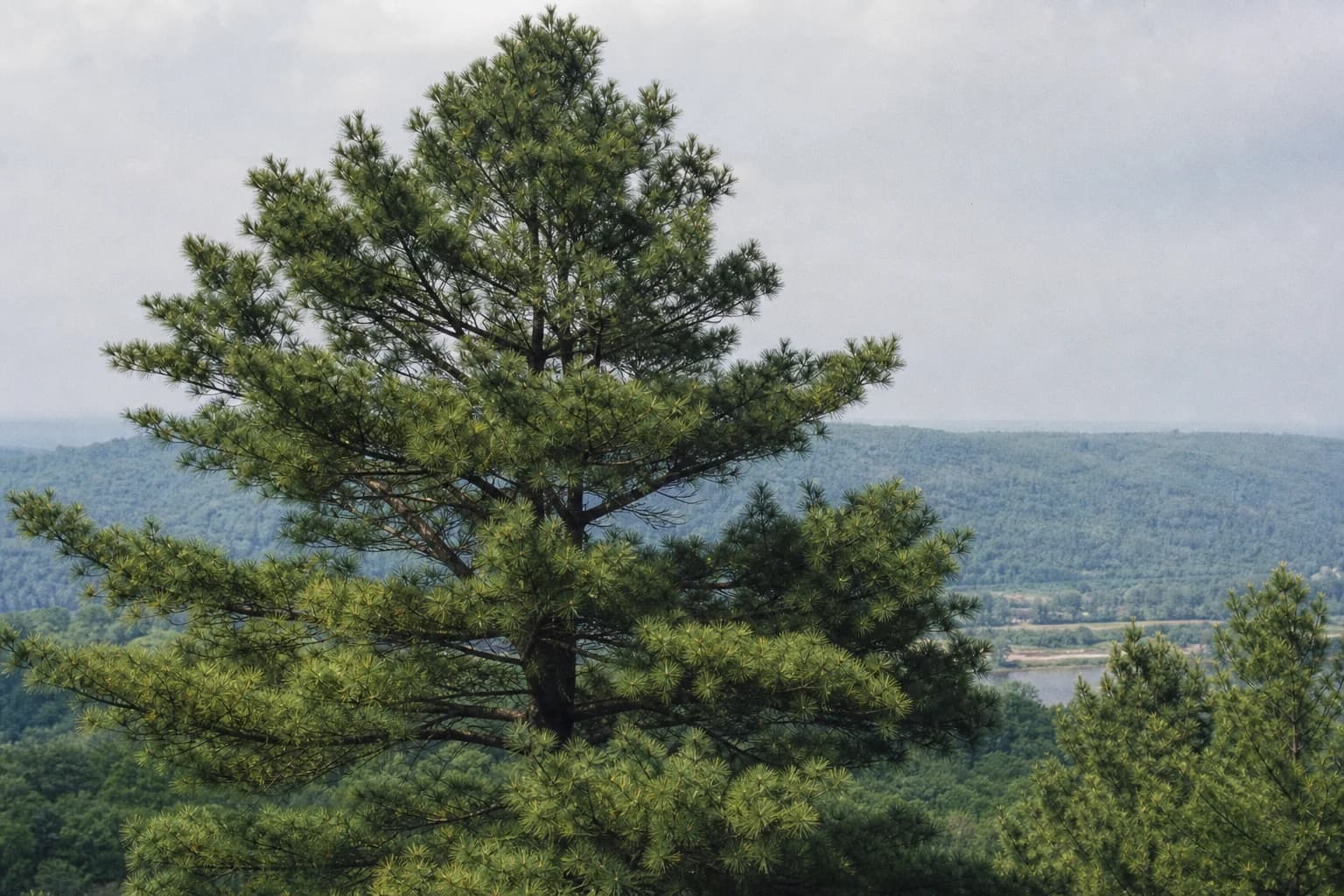 Mature Eastern white pine with its open branching form