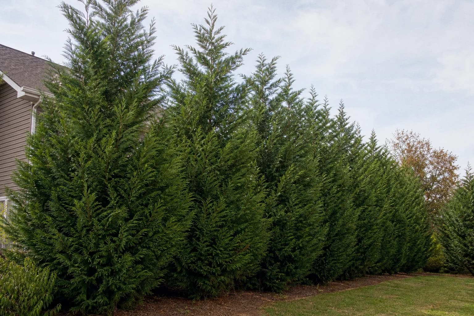 Mature Leyland cypress evergreen screen