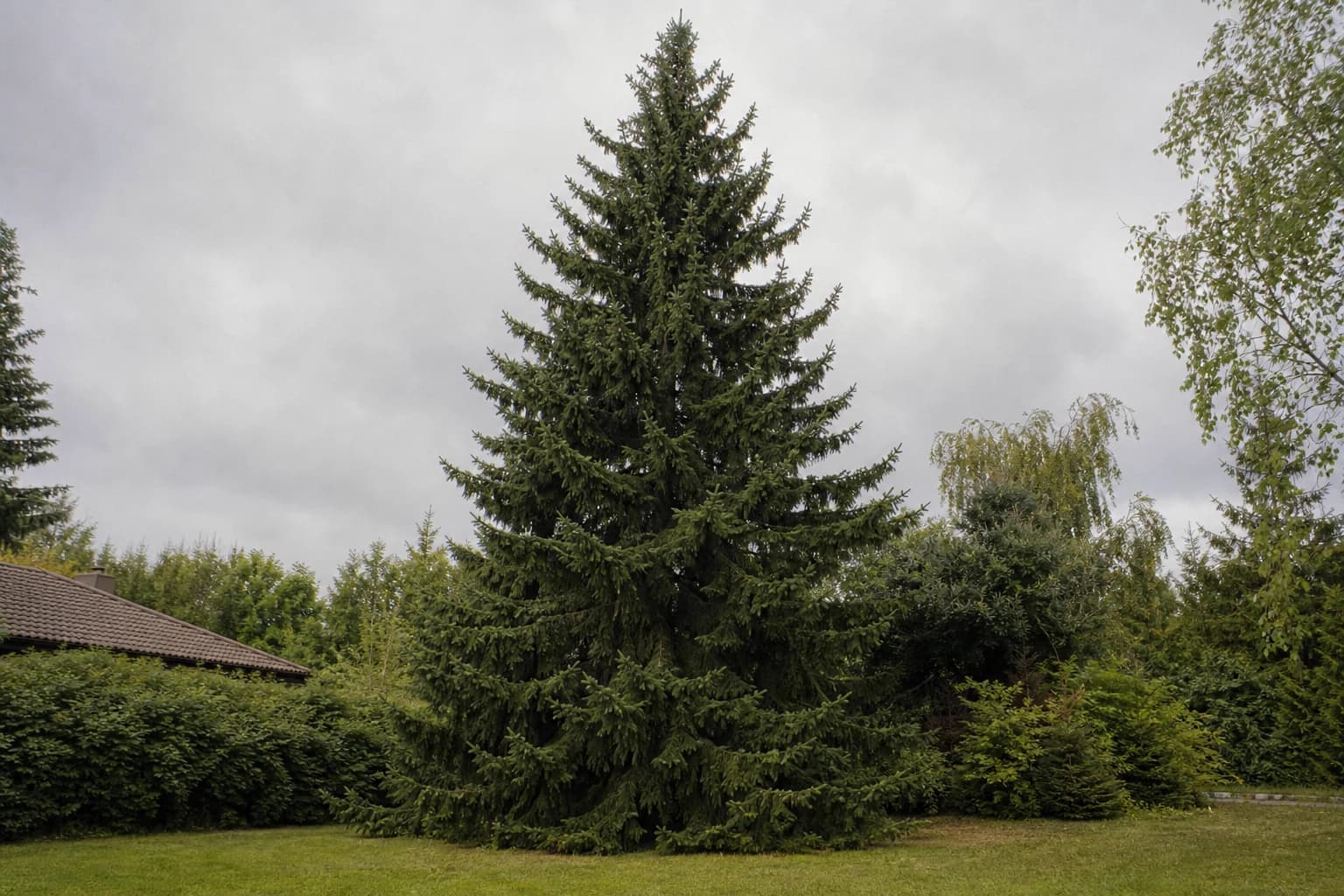 Mature Norway spruce showing its full natural shape