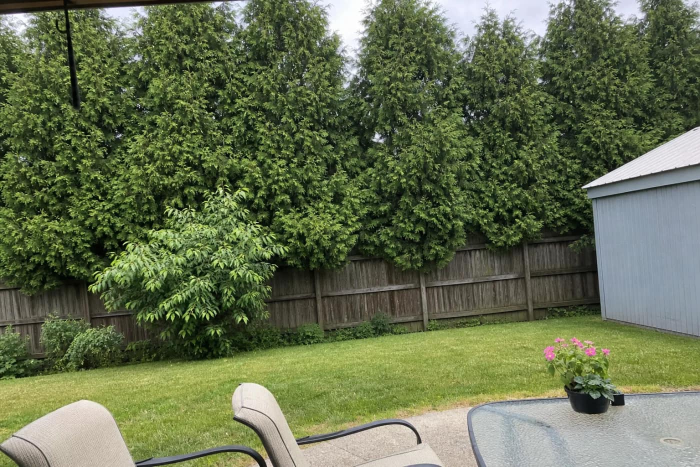 Mature evergreen privacy trees screening a Kentucky backyard