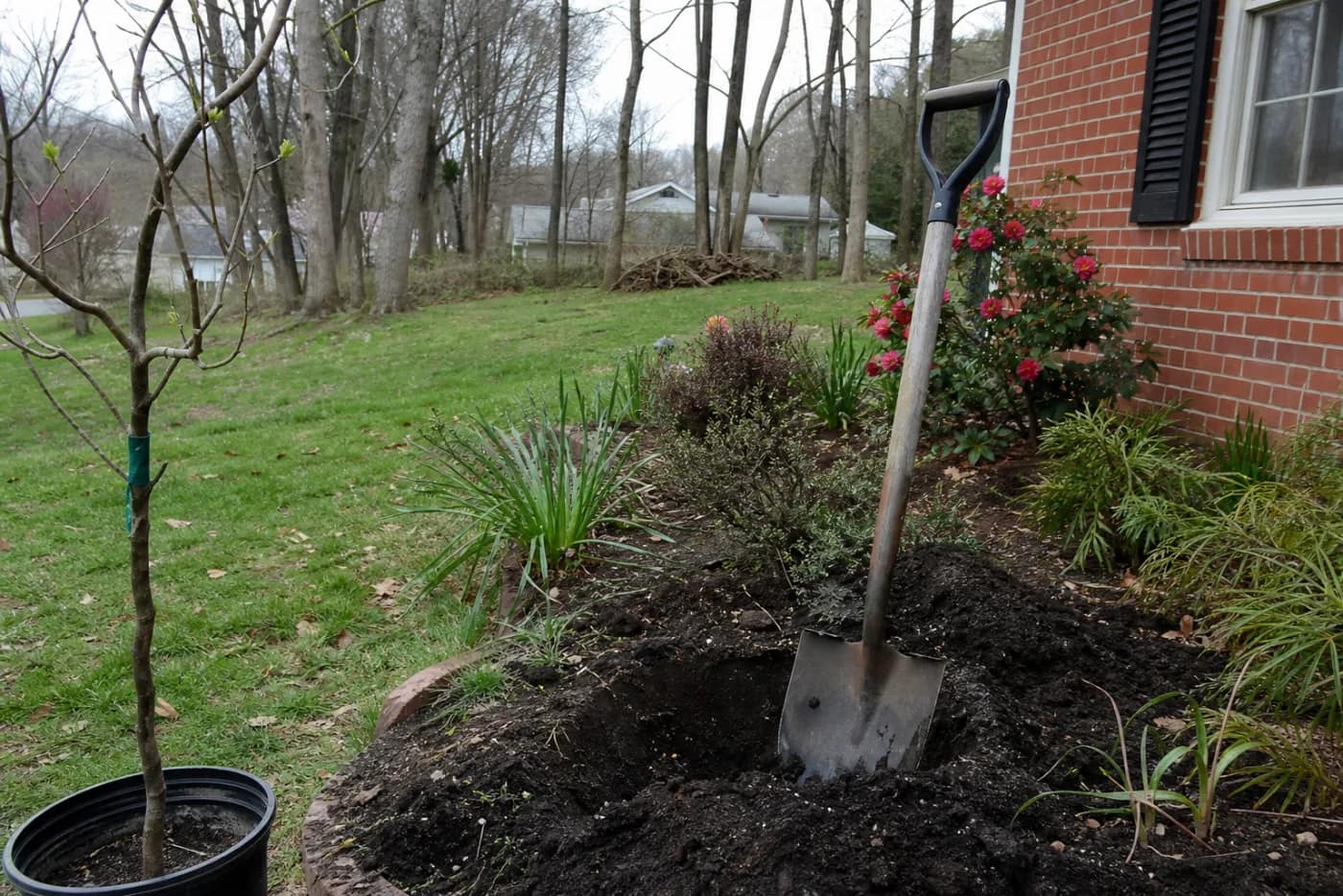 Best time to plant trees in Kentucky guide hero image for Big Tree Planting Co.