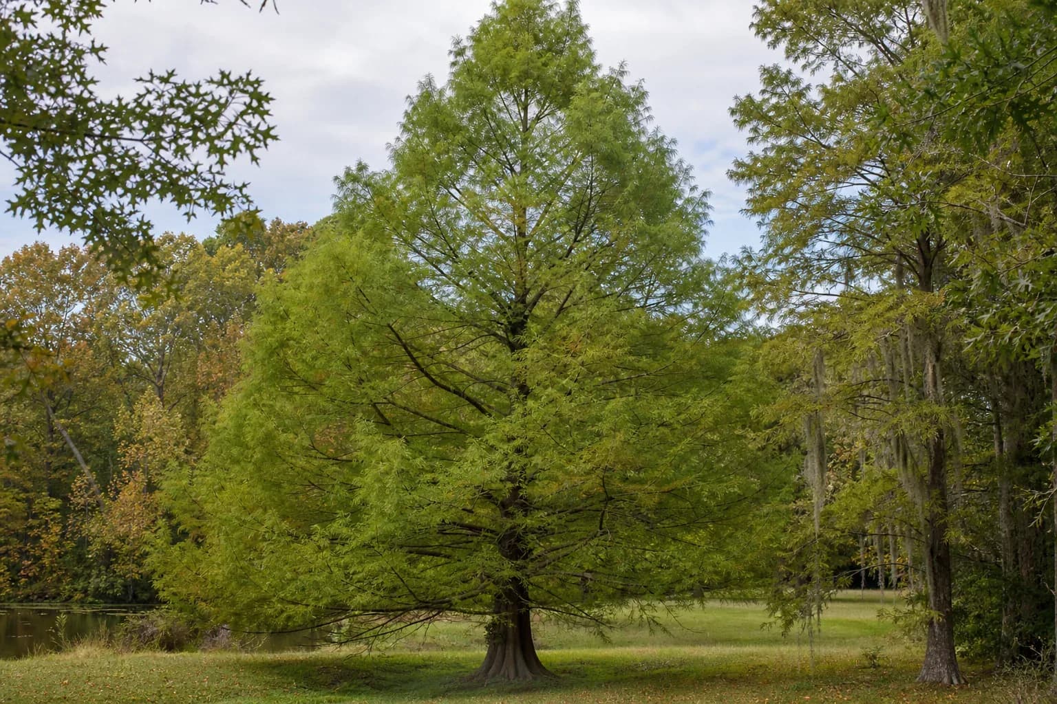 Mature bald cypress growing near a pond