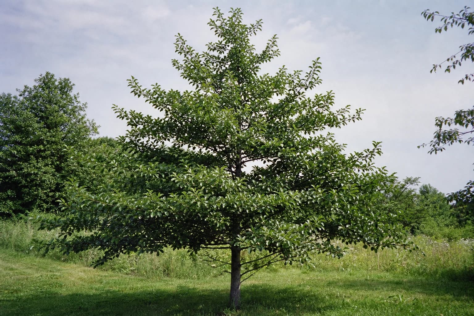 Young blackgum tree growing in an open landscape