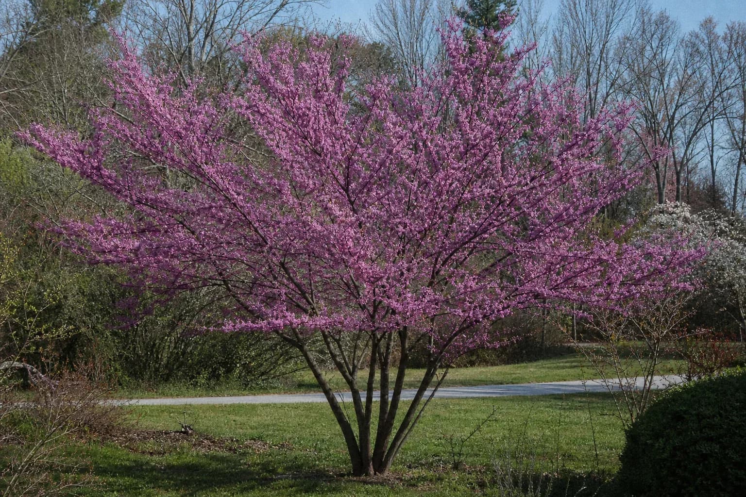 Mature Eastern redbud covered in pink spring flowers
