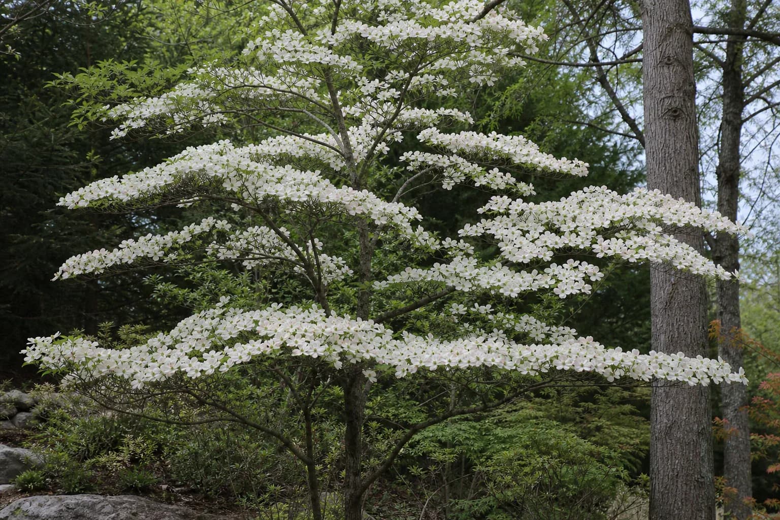 Flowering dogwood covered in white spring blooms