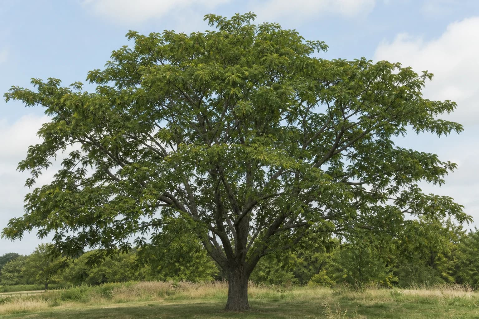 Mature Kentucky coffeetree with a broad open canopy