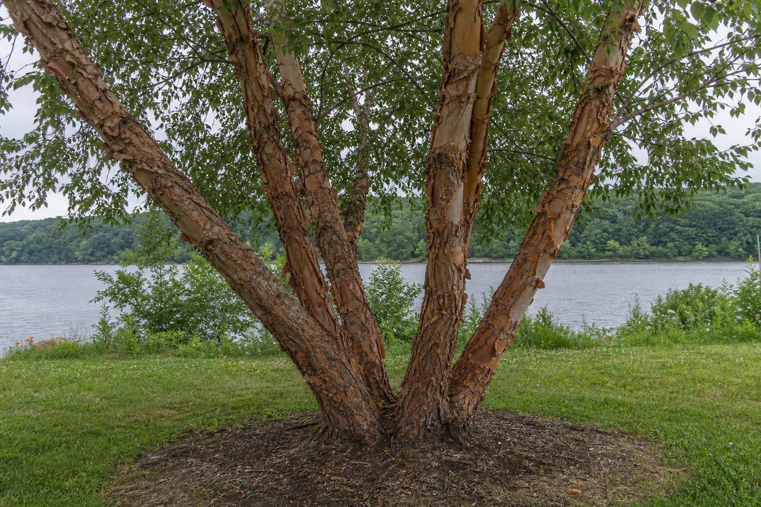 Mature multi-trunk river birch showing peeling bark