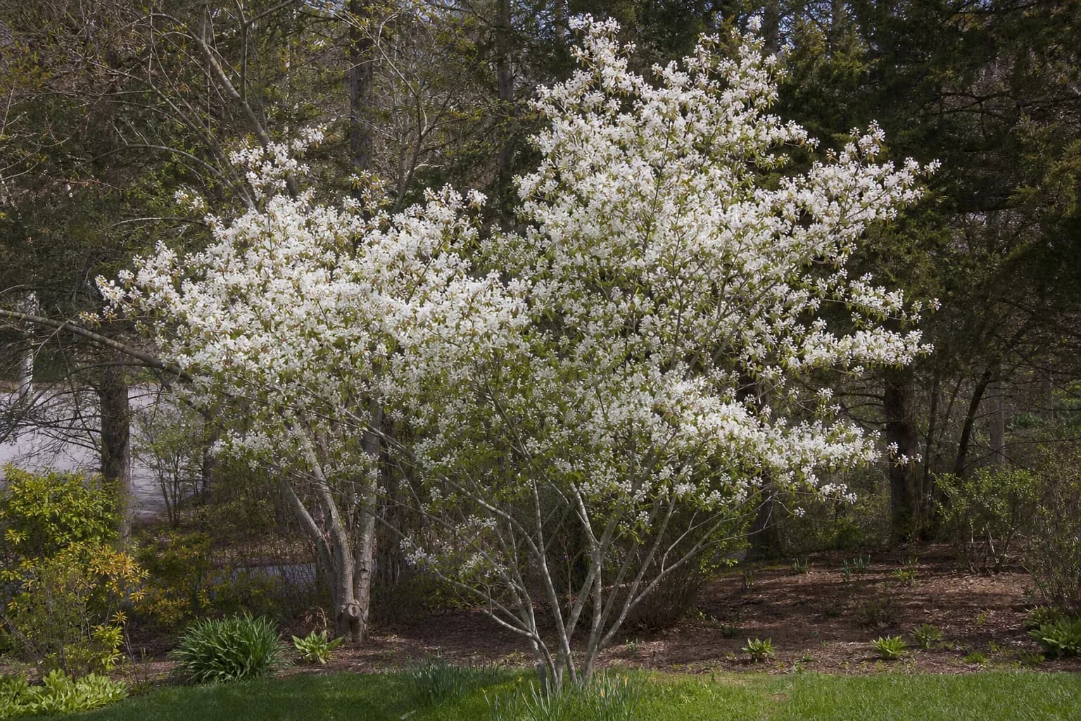 Multi-stem serviceberry covered in white spring flowers