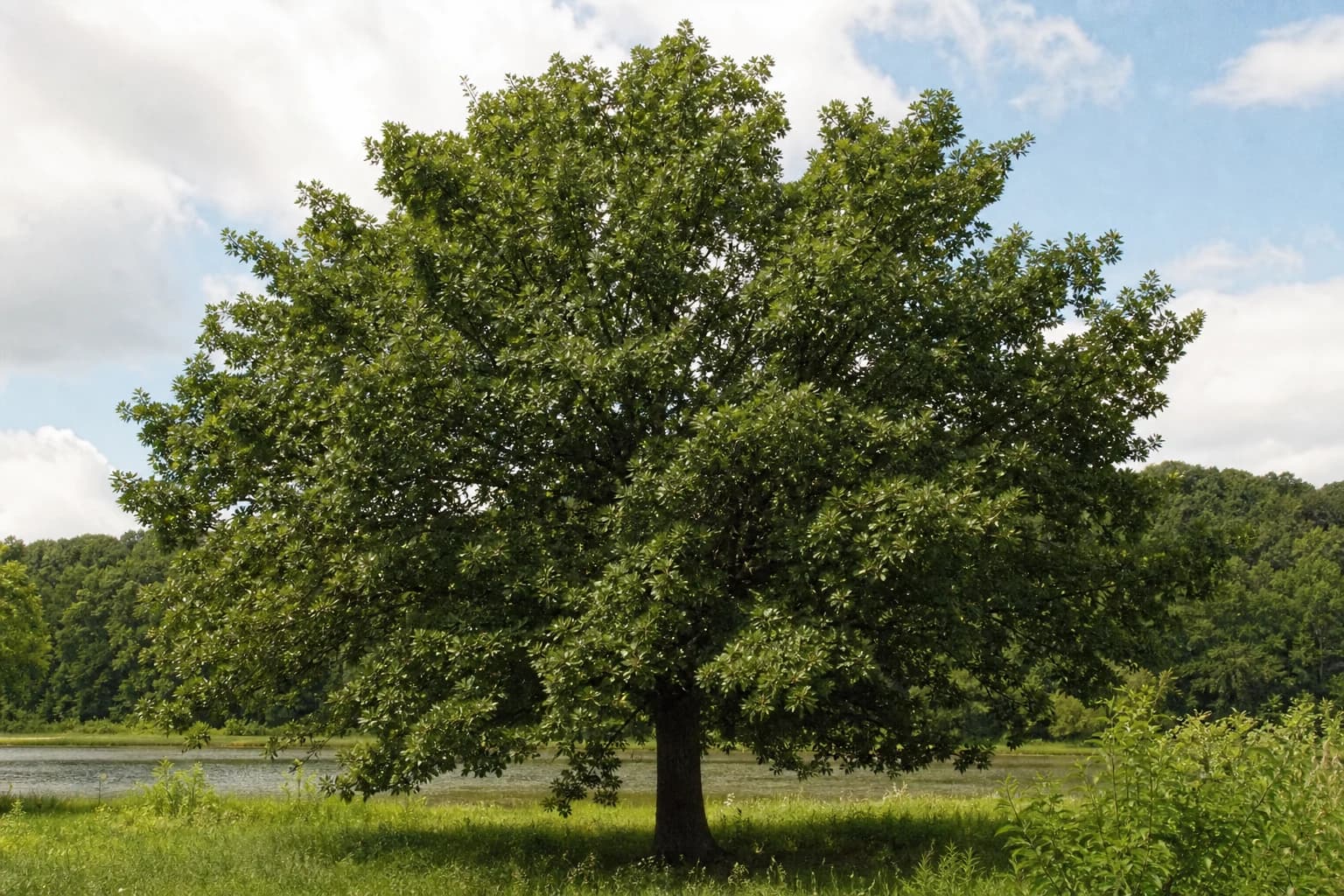 Mature swamp white oak growing beside water