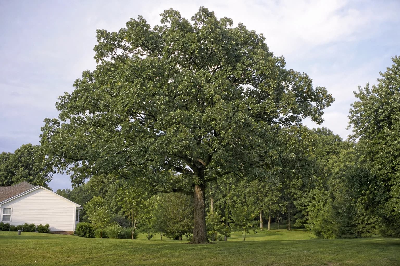 Mature white oak growing in a large Kentucky lawn