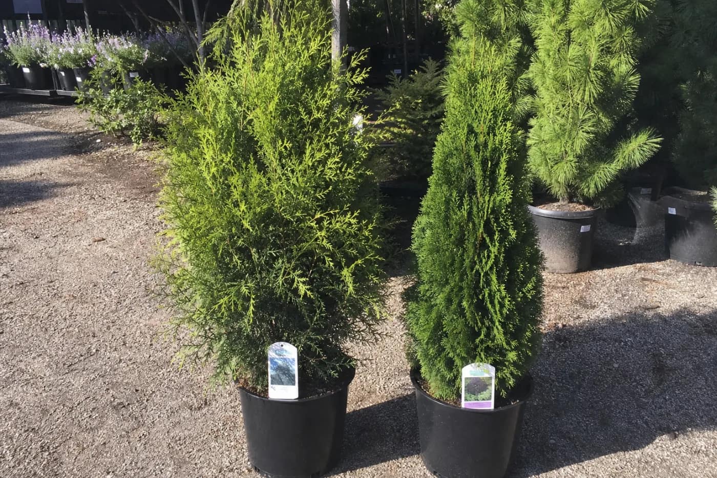 Green Giant versus Emerald Green arborvitae guide hero image for Big Tree Planting Co.
