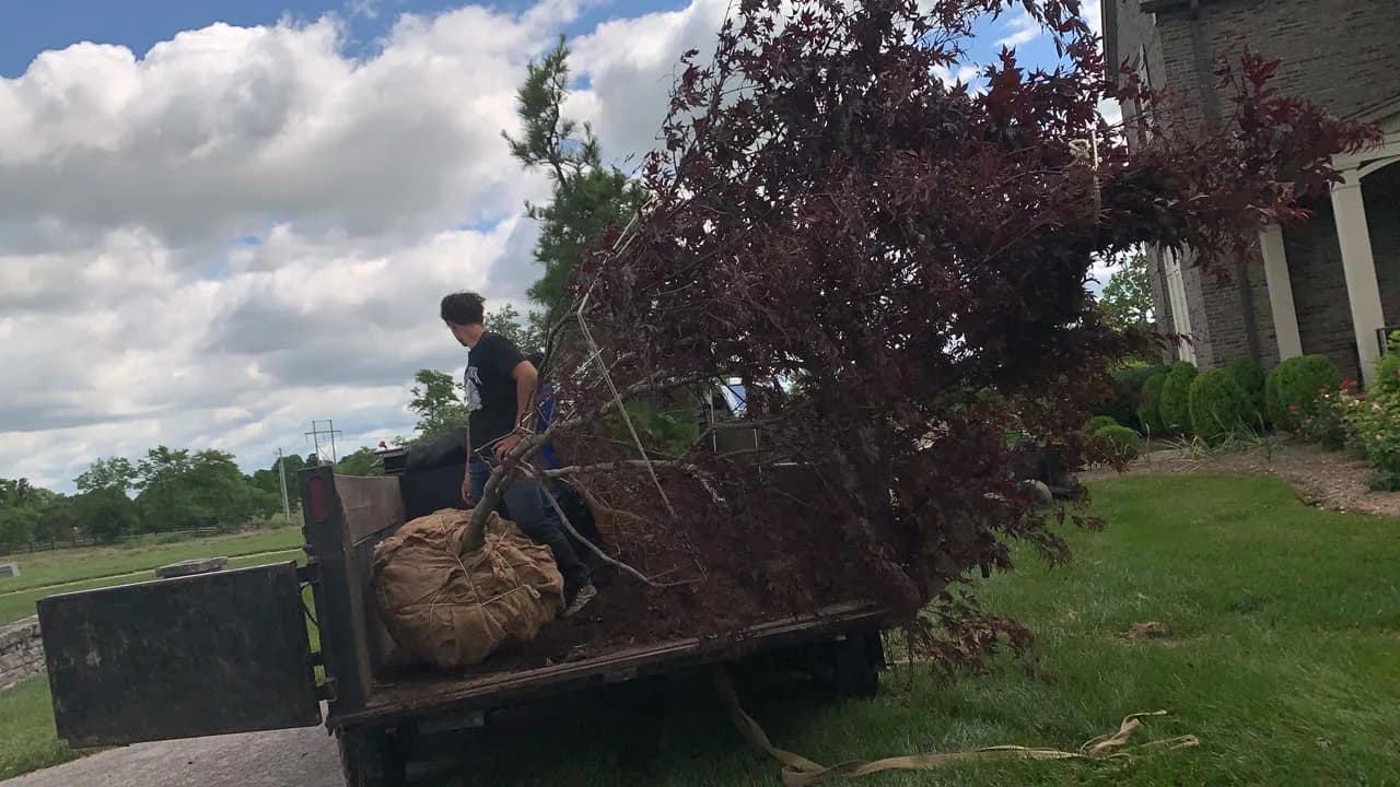 Large tree arriving for installation at a Kentucky property