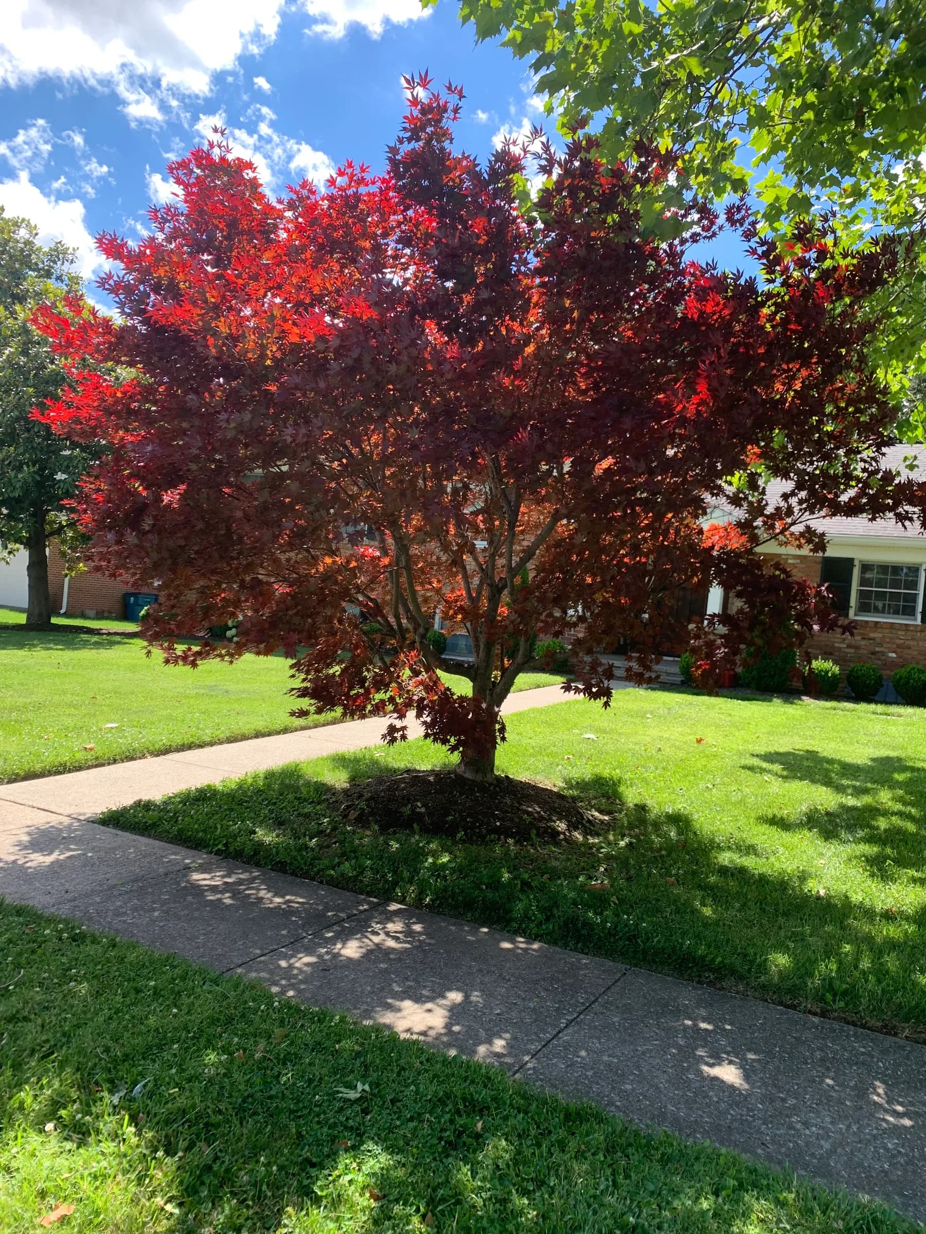 Large red-leaf maple growing beside a home