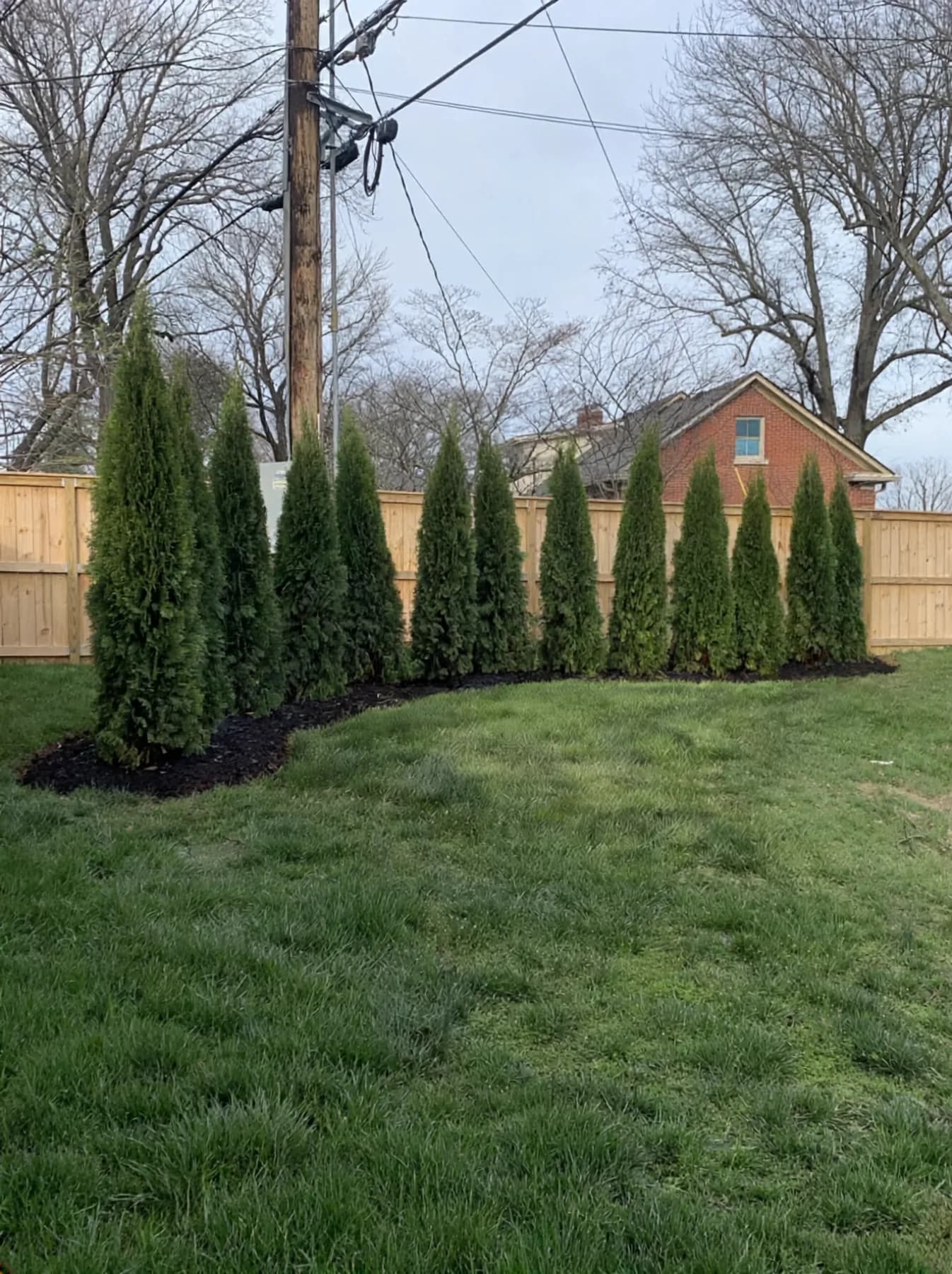 Finished arborvitae privacy row planted along a new wood fence in Lexington's Lansdowne neighborhood