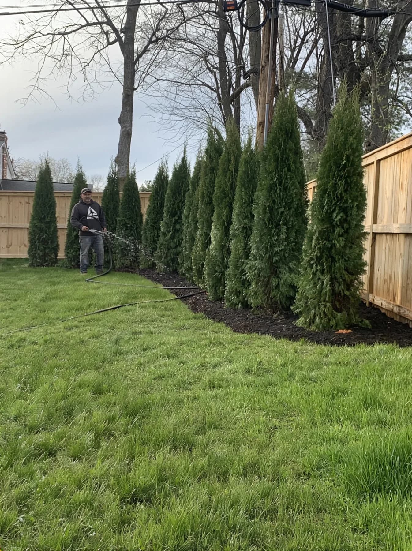 Watering newly planted arborvitae along a wood privacy fence in Lexington's Lansdowne neighborhood