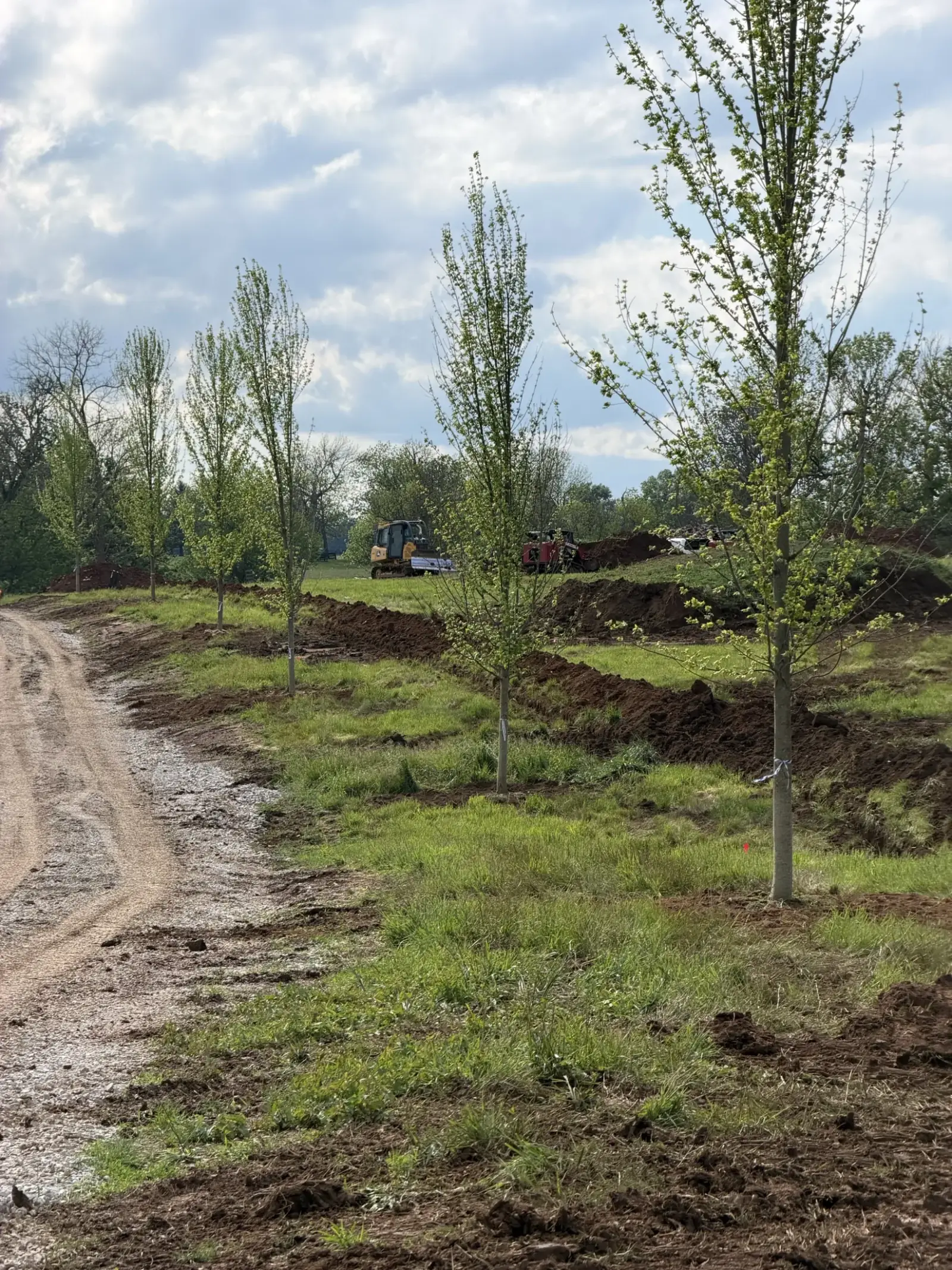 Rows of newly installed trees along a farm drive near Paris, Kentucky
