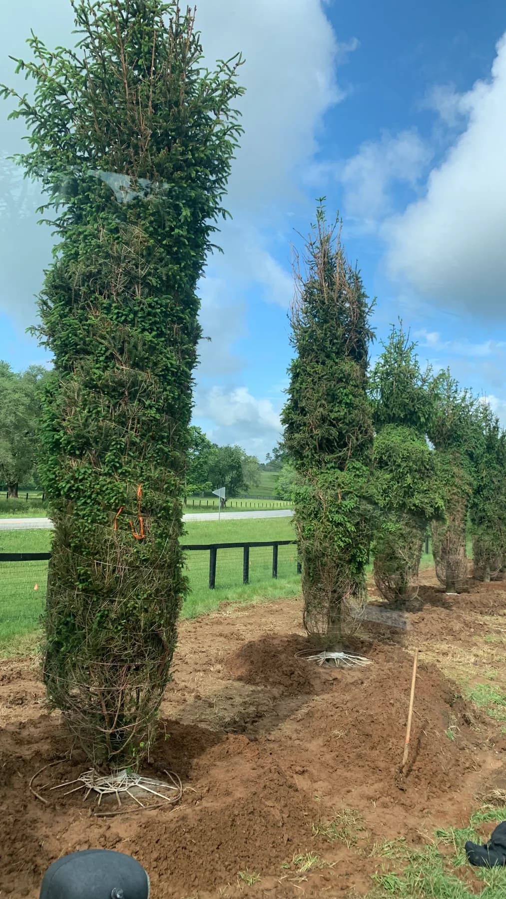Row of 26 to 27 foot Norway spruce installed along a black farm fence in Paris, Kentucky