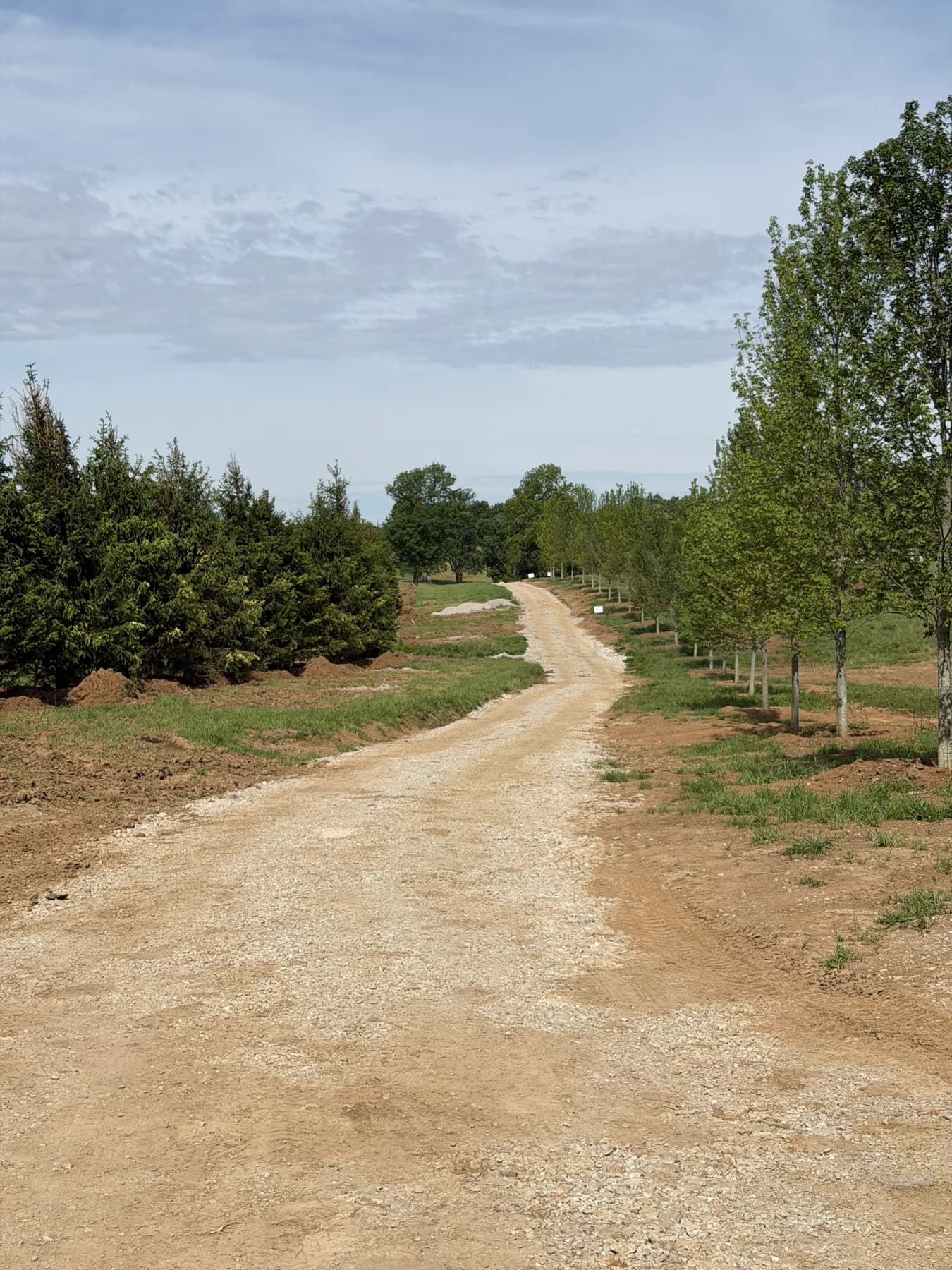 Completed farm drive in Paris, KY lined with Norway spruce and deciduous trees