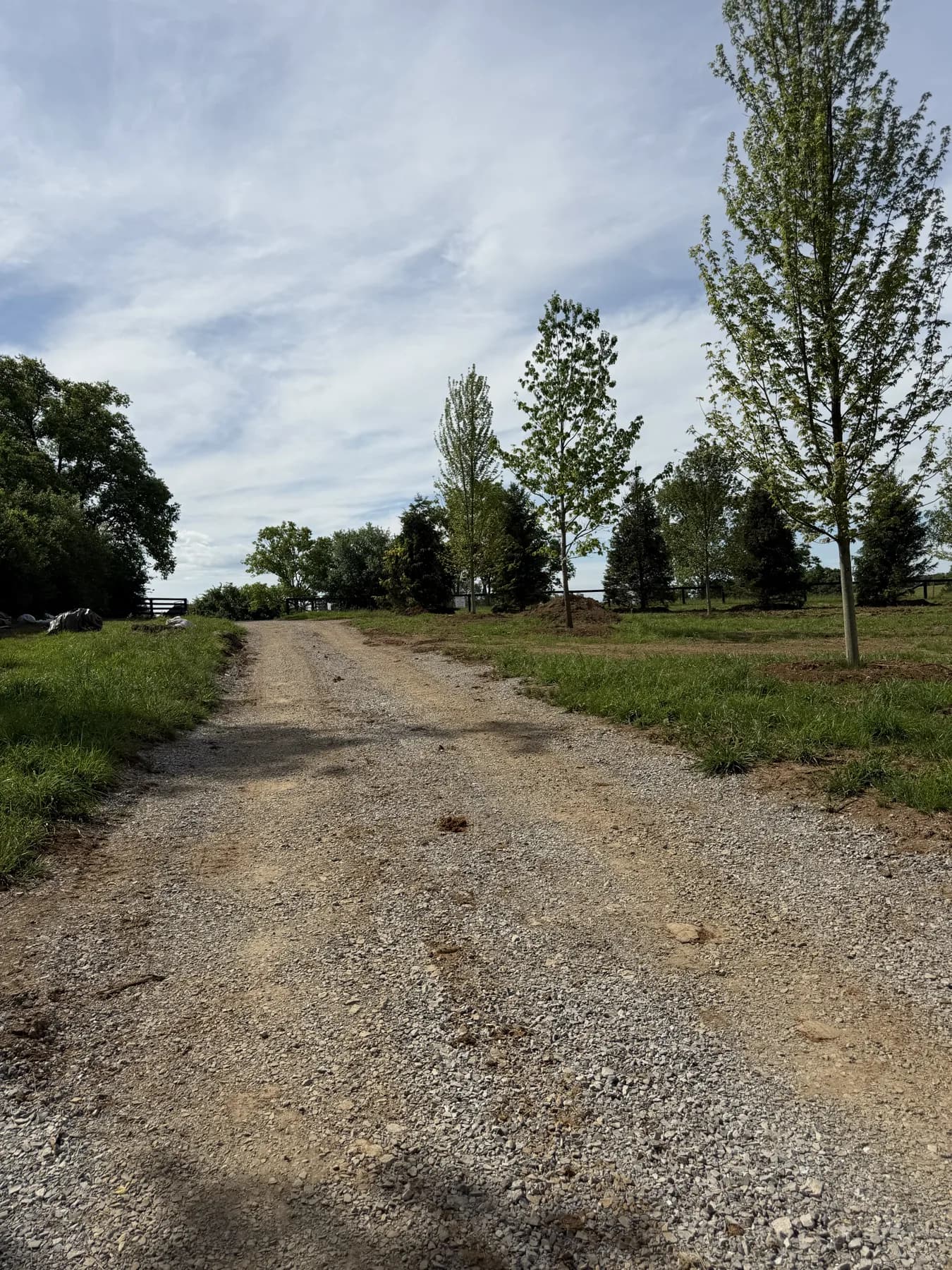 Installed oak and maple trees following the upper drive on a Paris, KY farm