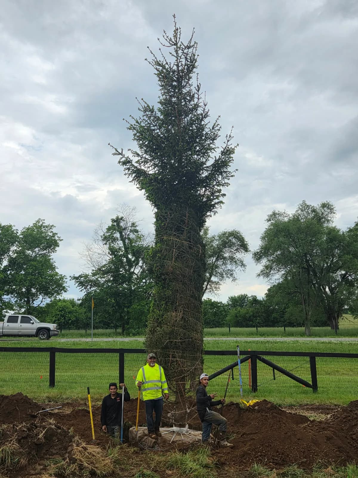 Three crew members beside a large Norway spruce during installation in Paris, Kentucky