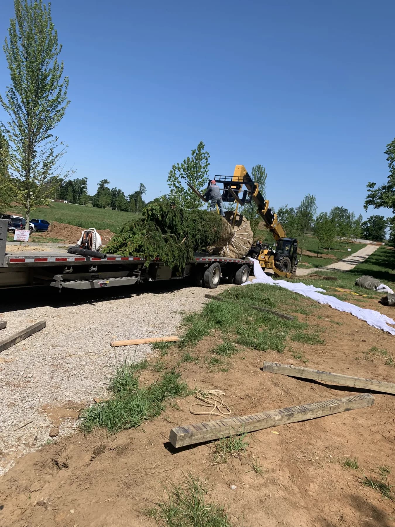 Large Norway spruce root ball being unloaded from a flatbed trailer with a telehandler