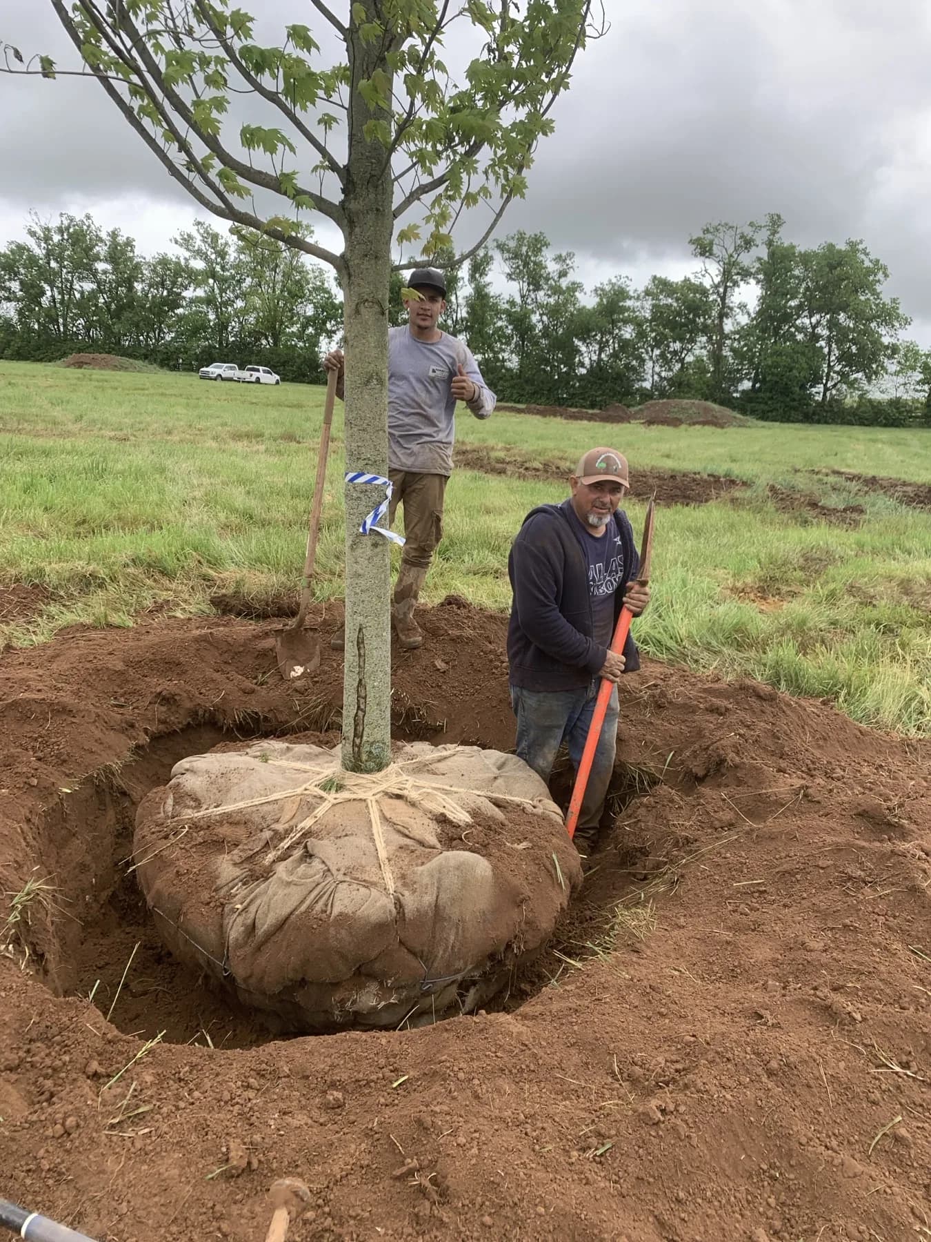 Orlando and a planting crew standing beside a large balled-and-burlapped tree in Kentucky