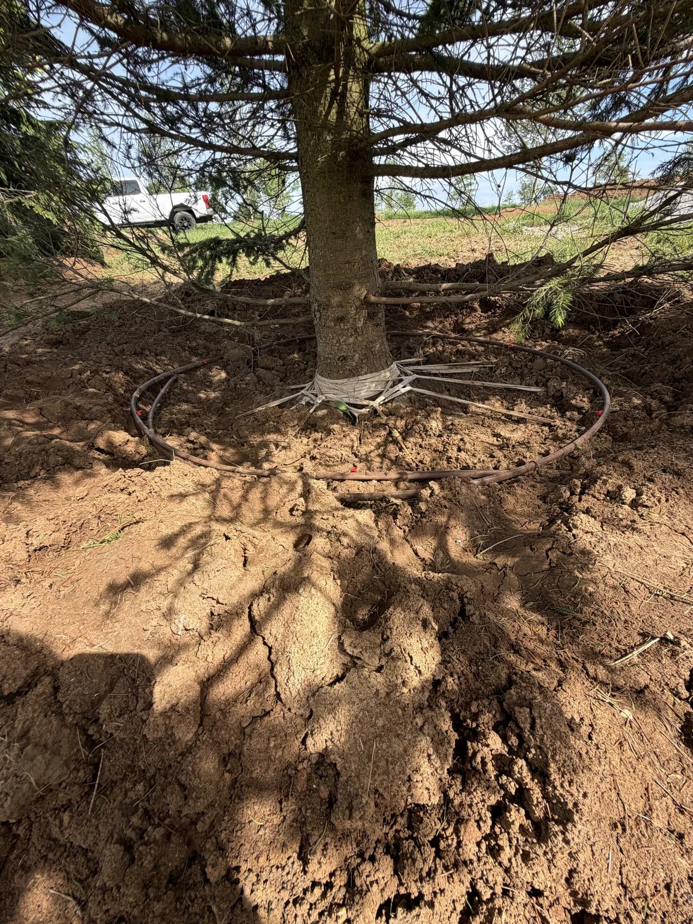 Irrigation ring at the base of a large Norway spruce after planting in Paris, Kentucky