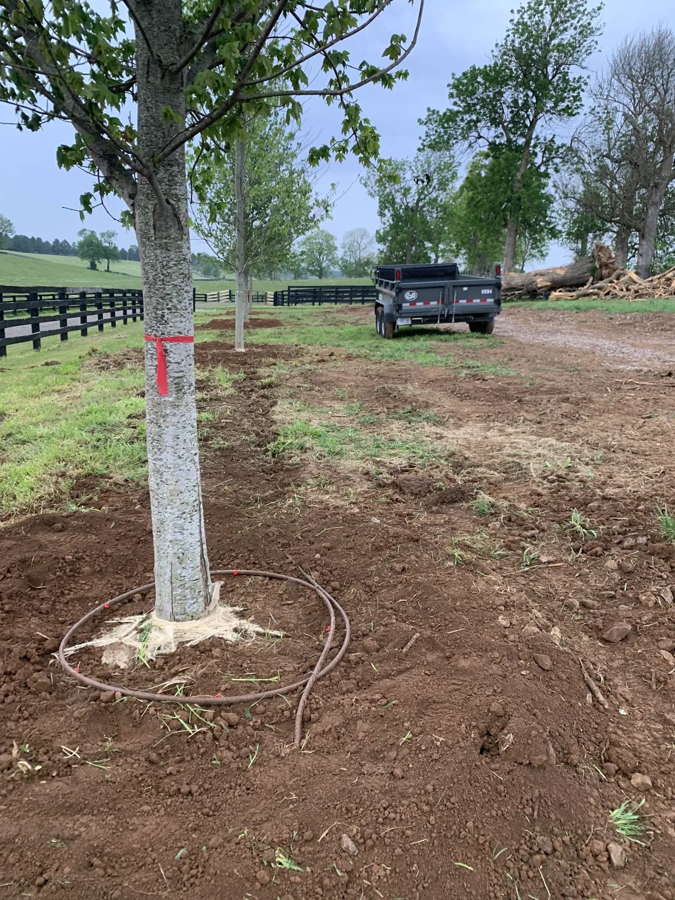 Irrigation ring installed around a newly planted deciduous tree on the Paris farm