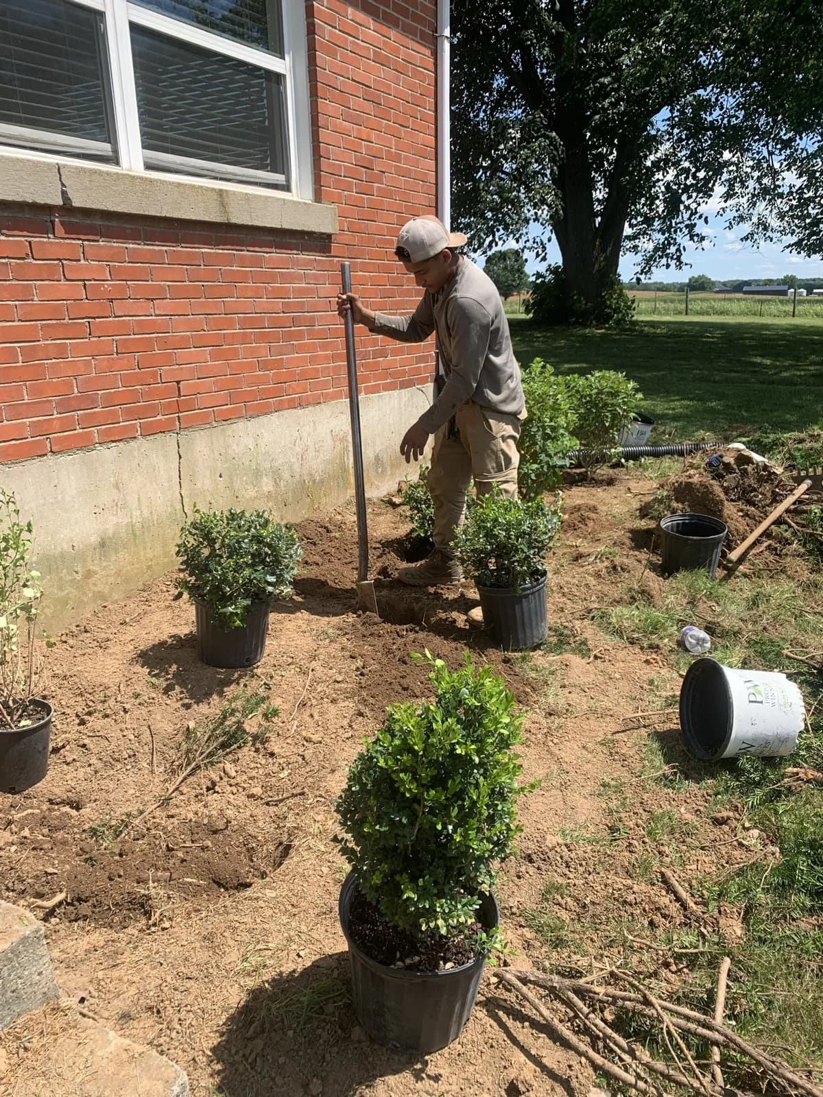 Green Mountain boxwood being installed along a brick walkway in Paris, Kentucky