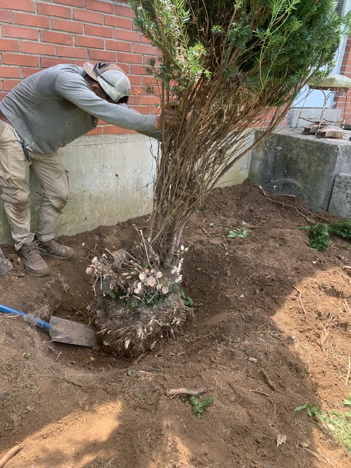 Shrub being installed in a foundation bed at a Paris, Kentucky farmhouse